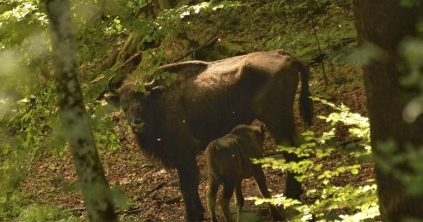 A Kárpátok kérődző óriásai újra otthonra találtak